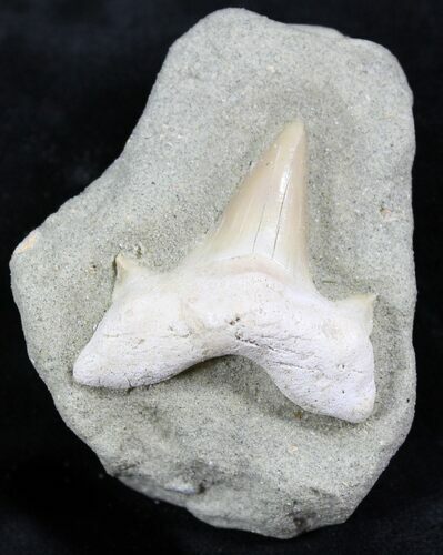 Otodus Shark Tooth Fossil - Mounted On Sandstone #26663